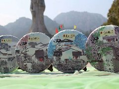 郑源正山脉白茶